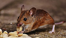 24 Hour & Emergency Exterminators in New Almaden, CA